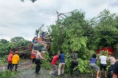 Heboh Pohon Beringin Tua Berdiri Lagi Usai Ditebang di Wonogiri, Sempat Tumbang Timpa Minibus