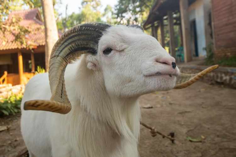 Domba Garut, salah satu ikon di Desa Wisata Saung Ciburial Garut.