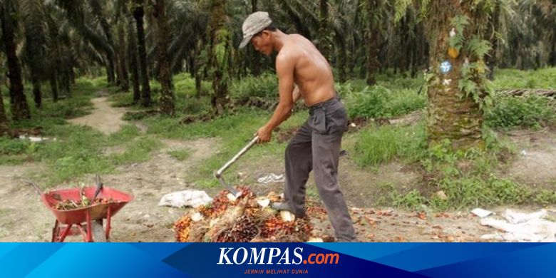Perbaiki Tata Kelola, Pemerintah Diminta Lanjutkan Moratorium Sawit - Vimarsana News