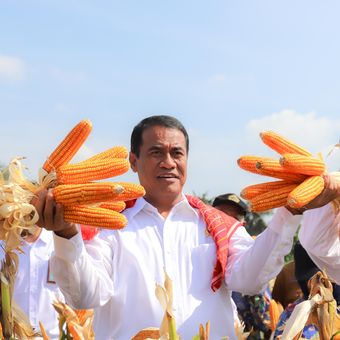 Menteri Pertanian Andi Amran Sulaiman memanen jagung sebanyak 8 ton per hektar di Kelurahan Kemenangan Tani, Kecamatan Medan Tuntungan, Kota Medan, Senin (5/2/2024). 
