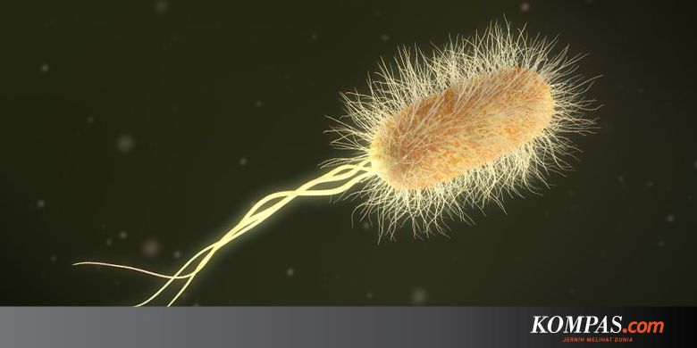 Studi Terbaru, Bakteri Berubah Bentuk untuk Hindari Antibiotik