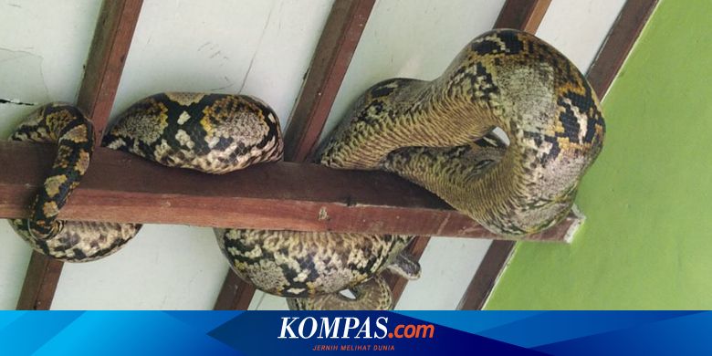 Ular di Plafon Rumah Mengapa Mereka Suka Bersarang di Sana