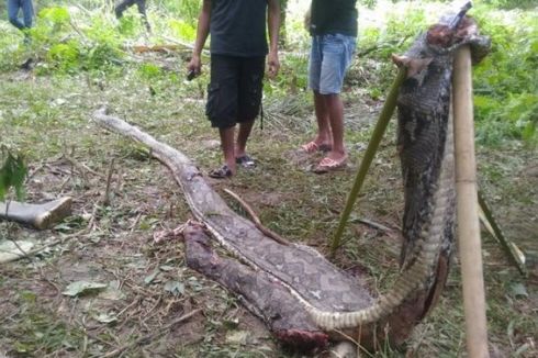 Sempat Dijemur, Ular Piton Pemangsa Petani Akhirnya Dikubur Warga