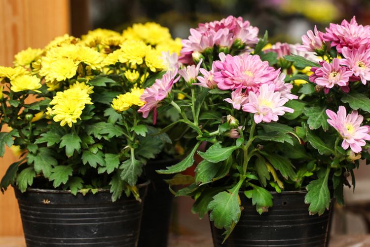 Ilustrasi bunga krisan di pot, menanam bunga krisan di pot. 