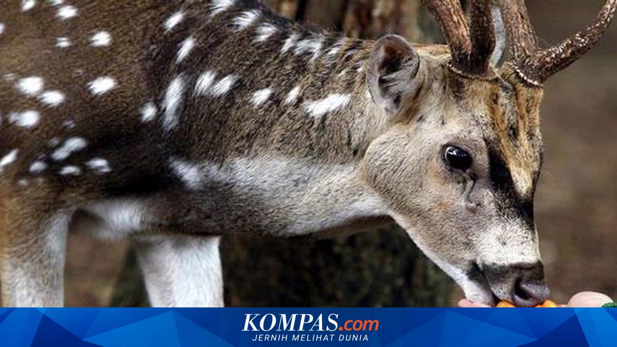 Hari Ini 11 Rusa di Monas Dipindah ke Ragunan