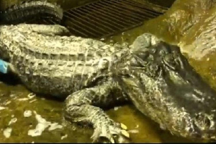 Inilah Saturn, alligator yang selamat ketika kebun binatang di Berlin, Jerman, dibom saat Perang Dunia II. Saturn mati di Kebun Binatang Moskwa, Rusia, dalam usia 84 tahun.