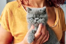 8 Hal yang Membuat Kucing Peliharaan Kesal dan Terganggu