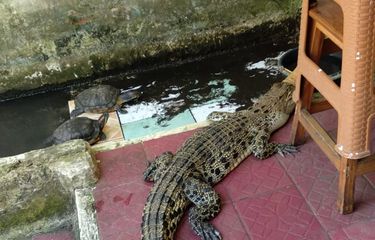Damkar Bekasi Serahkan Buaya yang Diterima dari Warga ke Balai ...