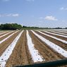 Penggunaan Mulsa Plastik Bisa Cemari Lahan Pertanian