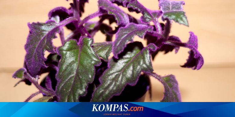 8 Tanaman Hias Berdaun Warna Ungu Yang Bisa Jadi Dekorasi Rumah Halaman All Kompas Com