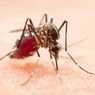 Krisis Iklim dan Pemotongan Bantuan AS Perparah Lonjakan Kasus Malaria di Afrika
