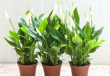 7 Tanaman Hias yang Tumbuh Subur di Ruangan Minim Cahaya