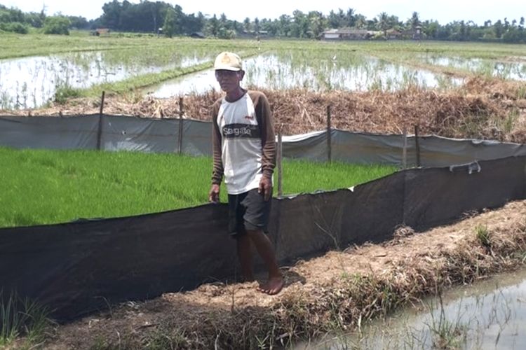 Salamun merintis usaha budidaya padi sejak 1990-an di Desa Sukoharjo, Kabupaten Pringsewu, Lampung. 