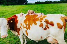 Ada Layanan Cuddling dengan Sapi, Apa Manfaatnya?