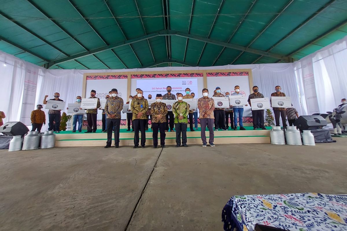 Perayaan 50 Tahun Nestle di Indonesia, perusahaan memberikan apresiasi kepada para peternak sapi perah lokal, Jumat (3/12/2021).