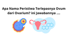 Apa Nama Peristiwa Terlepasnya Ovum dari Ovarium? ini Jawabannya ....