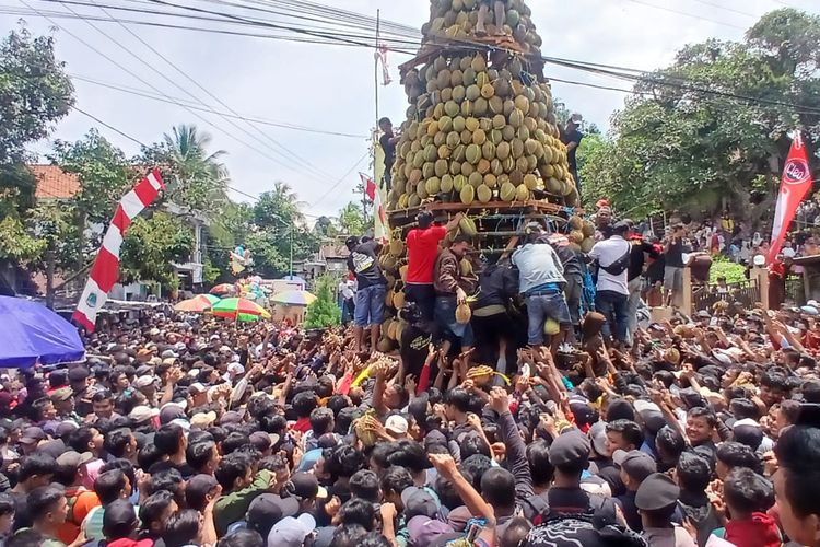 Warga Desa Kronto, Kecamatan Lumbang, Kabupaten Pasuruan menggelar kegiatan selamatan desa dengan membuat tumpeng raksasa setinggi 15 meter yang berisi buah durian, Selasa (28 /01/2025) 