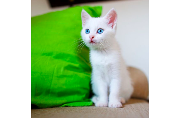 Kucing dengan mata biru.