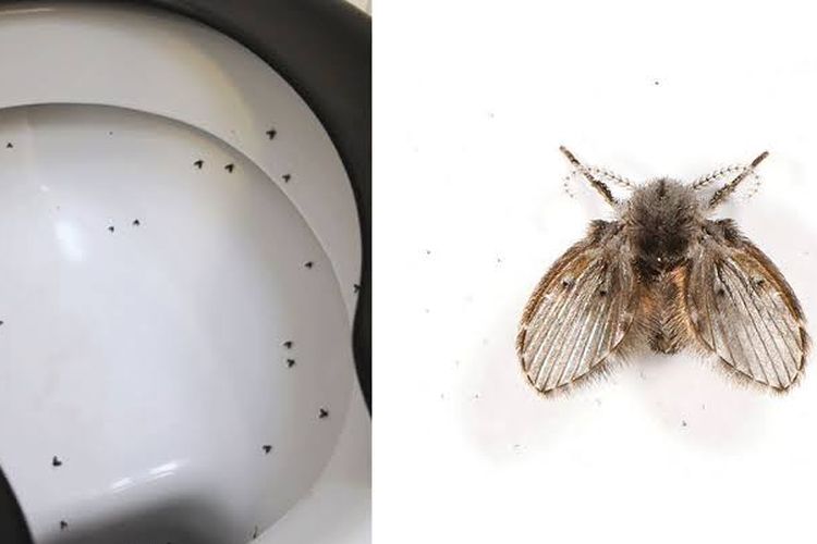 Lalat limbah atau drain flies di kamar mandi