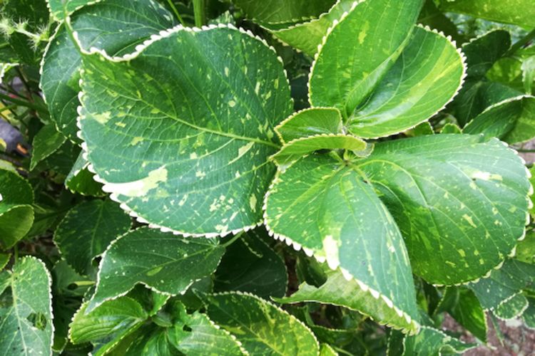 Tanaman hias Acalypha wilkesiana