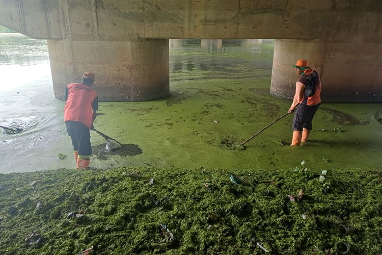 Warna Air BKT Cilincing Jakut Berubah Hijau seperti 
