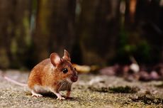 Cara Membasmi Tikus di Atap Rumah