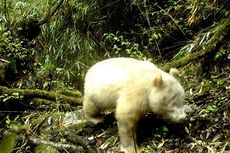 Seekor Panda Albino Tertangkap Kamera di Cagar Alam Nasional di China