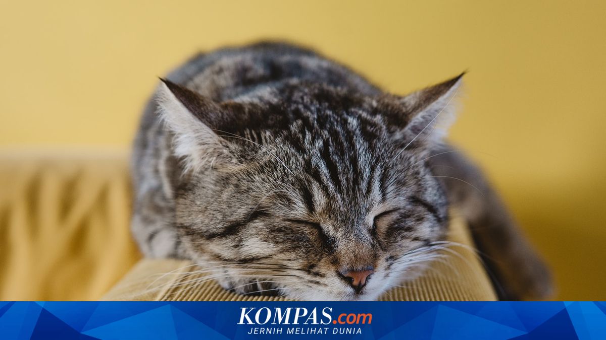 Apa Penyebab Kucing Beringus dan Bagaimana Perawatannya?