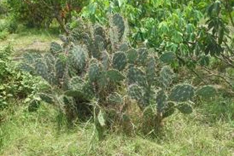 Kaktus Centong, tumbuhan liar yang banyak dijumpai di daerah tandus dan gersang dapat dimanfaatkan untuk obat luka