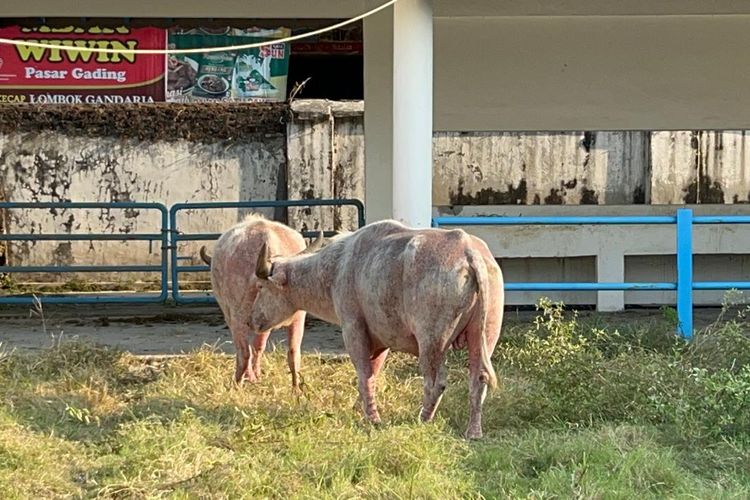 Alami Berahi, Dua Kebo Bule Batal Jadi Cucuk Lampah Kirab Malam 1 Suro di Keraton Solo