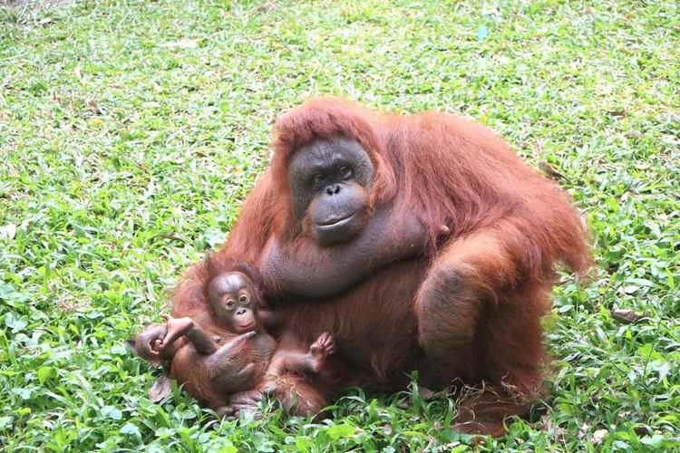 Bayi orangutan bersama induknya di Taman Safari Prigen, Kabupaten Pasuruan