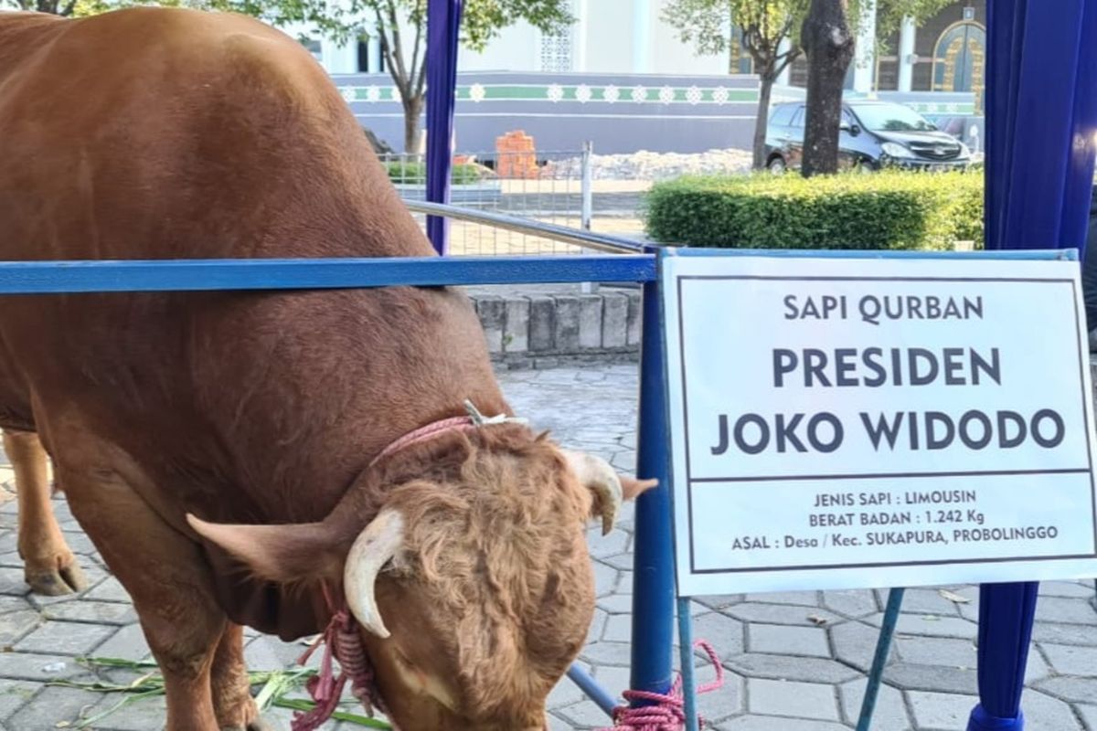 Sapi kurban jenis Limousin milik Presiden Jokowi sampai di halaman Masjid Nasional Al-Akbar Surabaya Minggu (18/7/2021) sore.
