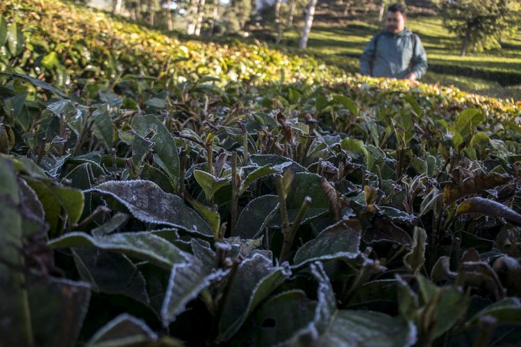 Warga mengamati fenomena lapisan embun es (beku) yang menyelimuti daun teh di Kebun Teh, Kertasari, Kabupaten Bandung, Jawa Barat, Kamis (18/7/2019). Fenomena embun es tersebut telah terjadi sejak beberapa waktu lalu di sejumlah kawasan di Kertasari akibat kondisi suhu yang mencapai 8 hingga 3 derajat celsius saat musim kemarau.