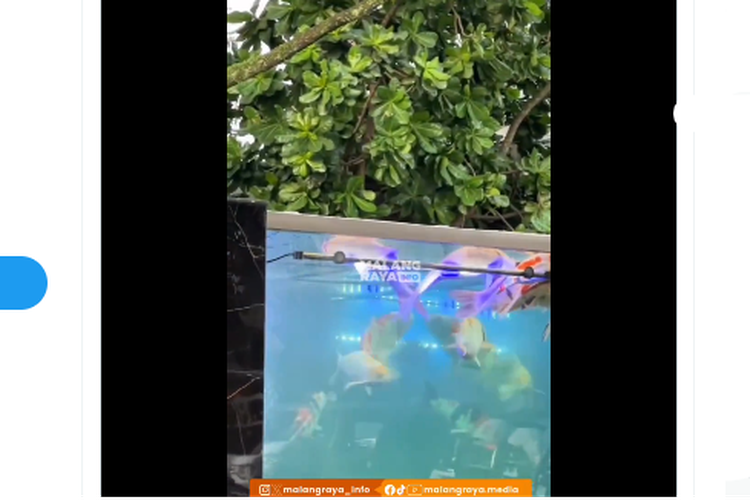 Tangkapan layar unggahan yang merekam banyak ikan koi di akuarium Taman Tugu Adipura Kencana Kota Malang mati
