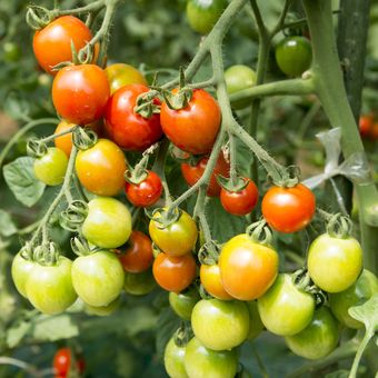 Ilustrasi tanaman tomat.