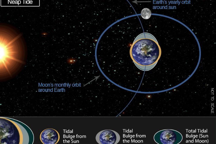 The tides that occur when the sun and moon are perpendicular