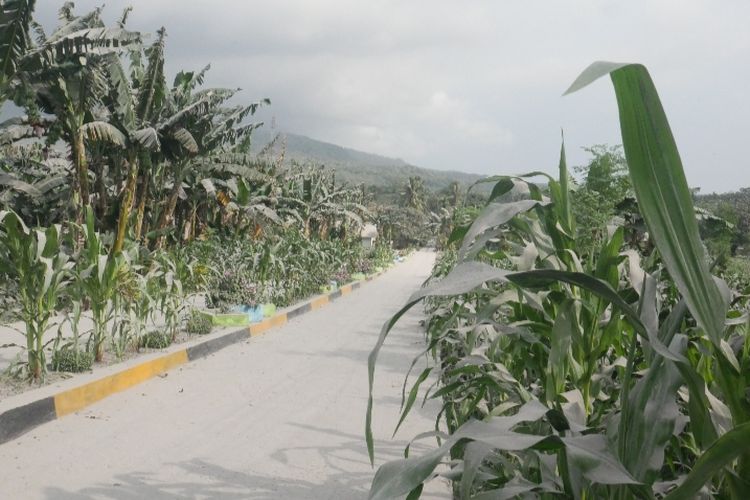 Tanaman pertanian di Desa Boru, Kecamatan Wulanggitang, Kabupaten Flores Timur tertutup debu vulkanik gunung Lewotobi Laki-laki.