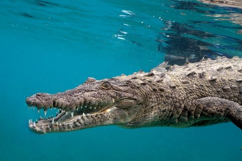 Animals Gone Wild: Crocodiles, Humans Continue to Clash in Sumatra