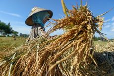 Merawat Nusantara: Rice vs Beras