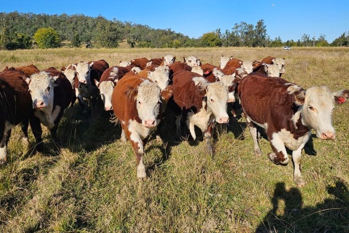 Sapi Timor Ratusan Sapi Impor Asal Australia Mati Saat Menuju RI, Badan Karantina ...