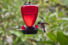5 Cara Mengusir Semut dari Tempat Makan Burung Kolibri