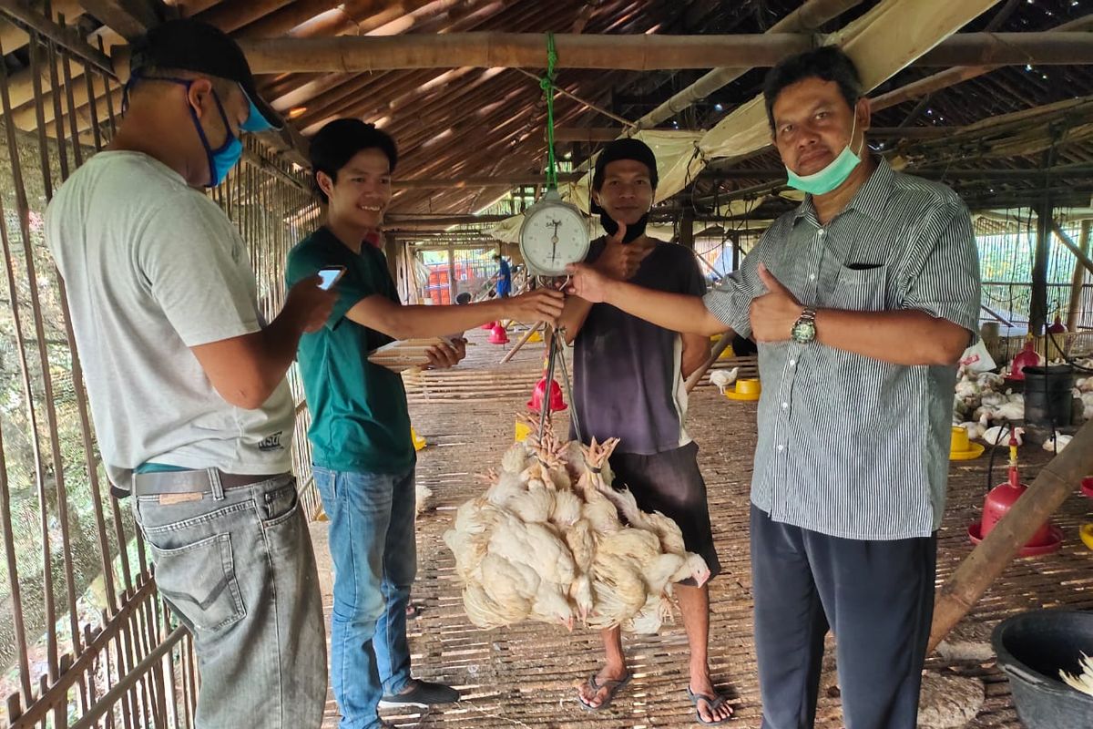 Kementan akan terus mengingatkan perusahaan mitra untuk membeli ayam ras (livebird) dari peternak mandiri.
