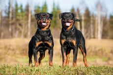 Penyebab dan Tanda Anjing Peliharaan Membenci Anjing Lain