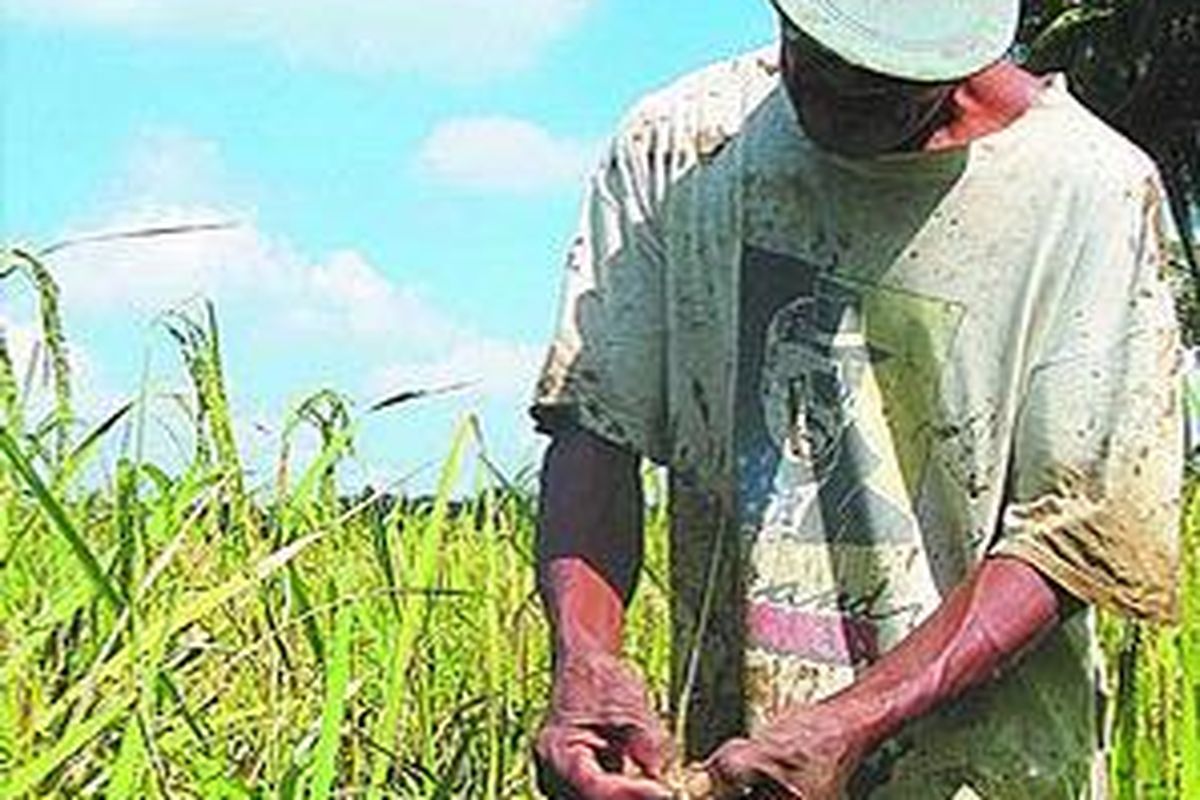 Seorang petani memperlihatkan bulir-bulir padi Super Toy HL-2 yang gagal panen di sawahnya di Desa Grabag, Kecamatan Grabag, Kabupaten Purworejo, Jawa Tengah, Jumat (5/9). Atas kegagalan itu, petani menuntut ganti rugi kepada investor proyek, PT Sarana Harapan Indopangan, sebesar total Rp 1,6 miliar. 