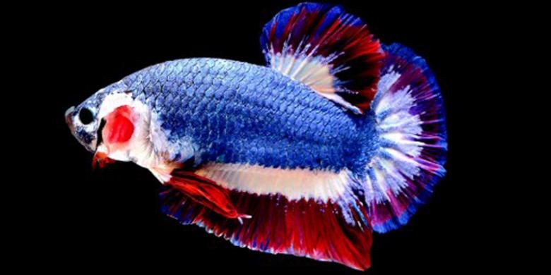 Seekor ikan cupang dengan warna mirip bendera kebangsaan Thailand, laku terjual seharga 1.530 dollar AS atau kira-kira Rp 20 juta, dalam sebuah lelang online.