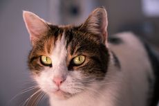 5 Fakta Menarik Ras Kucing European Shorthair 