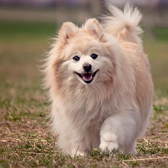 Ilustrasi anjing Pomeranian.