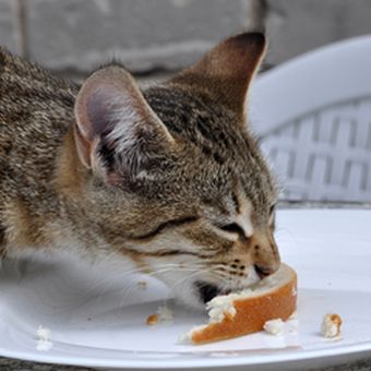 Ilustrask kucing makan roti.