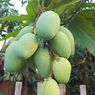 Cara Menanam Mangga dari Biji