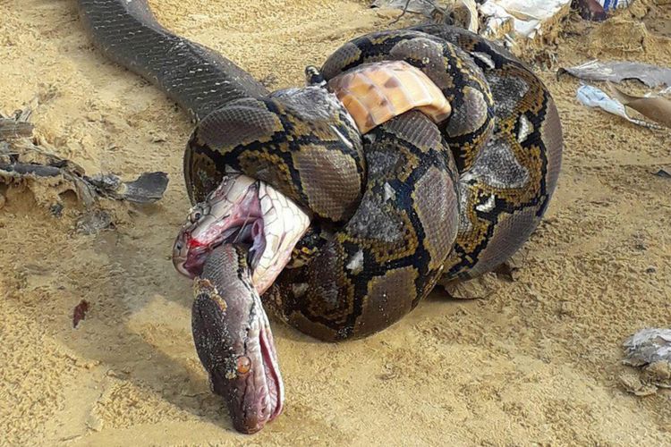 King cobra ditemukan mati tercekik dalam lilitan musuhnya, sementara sang piton mati keracunan setelah digigit di bagian belakang kepalanya.